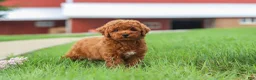 Miniature Poodle dogs for sale: Finn - Ad 10