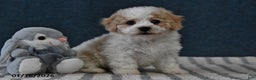Cavachon dogs for sale: Logan - Ad 5