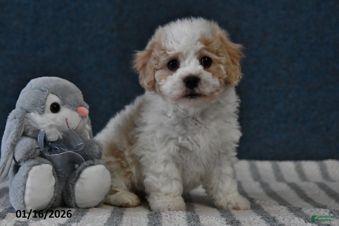 Cavachon dogs for sale: Logan - Ad 5