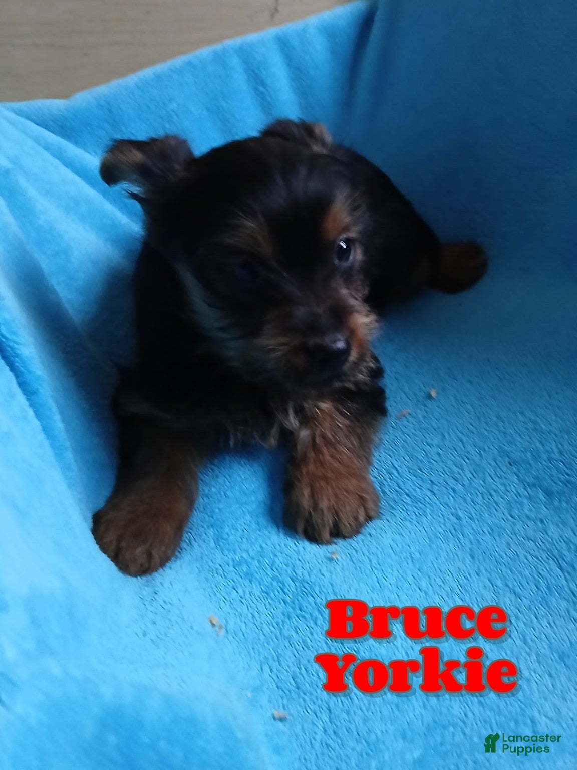 Yorkshire Terrier dogs Bruce - Ad 39