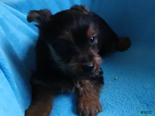 Yorkshire Terrier dogs Bruce - Ad 8