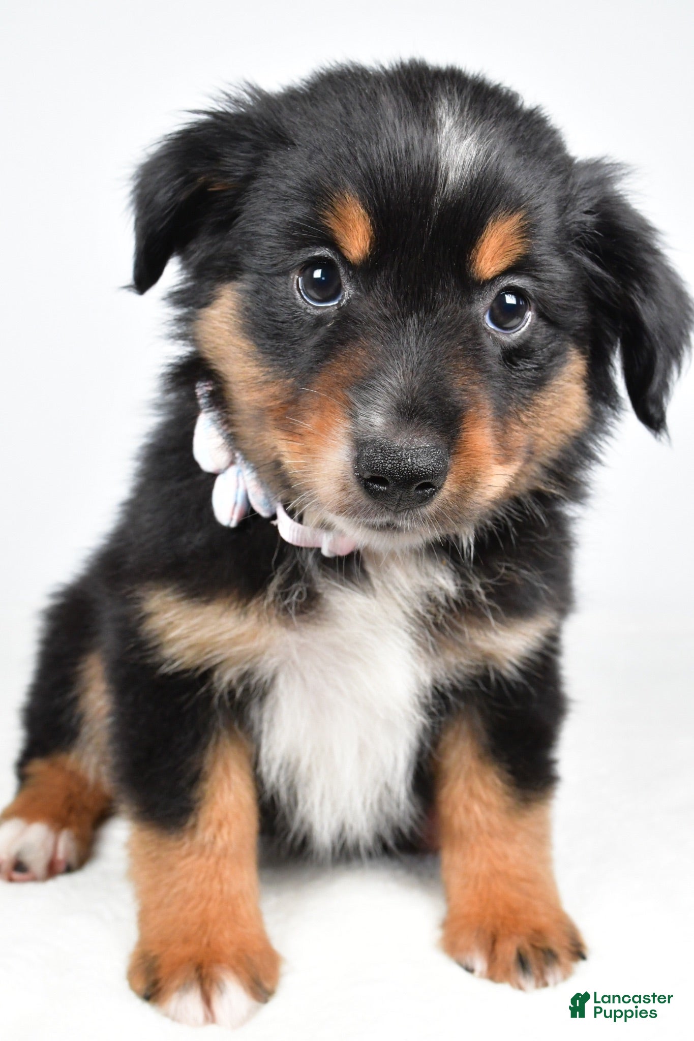 Miniature Australian Shepherd dogs Macy  - Ad 2