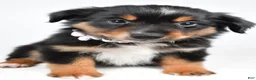 Miniature Australian Shepherd dogs for sale: Macy  - Ad 2