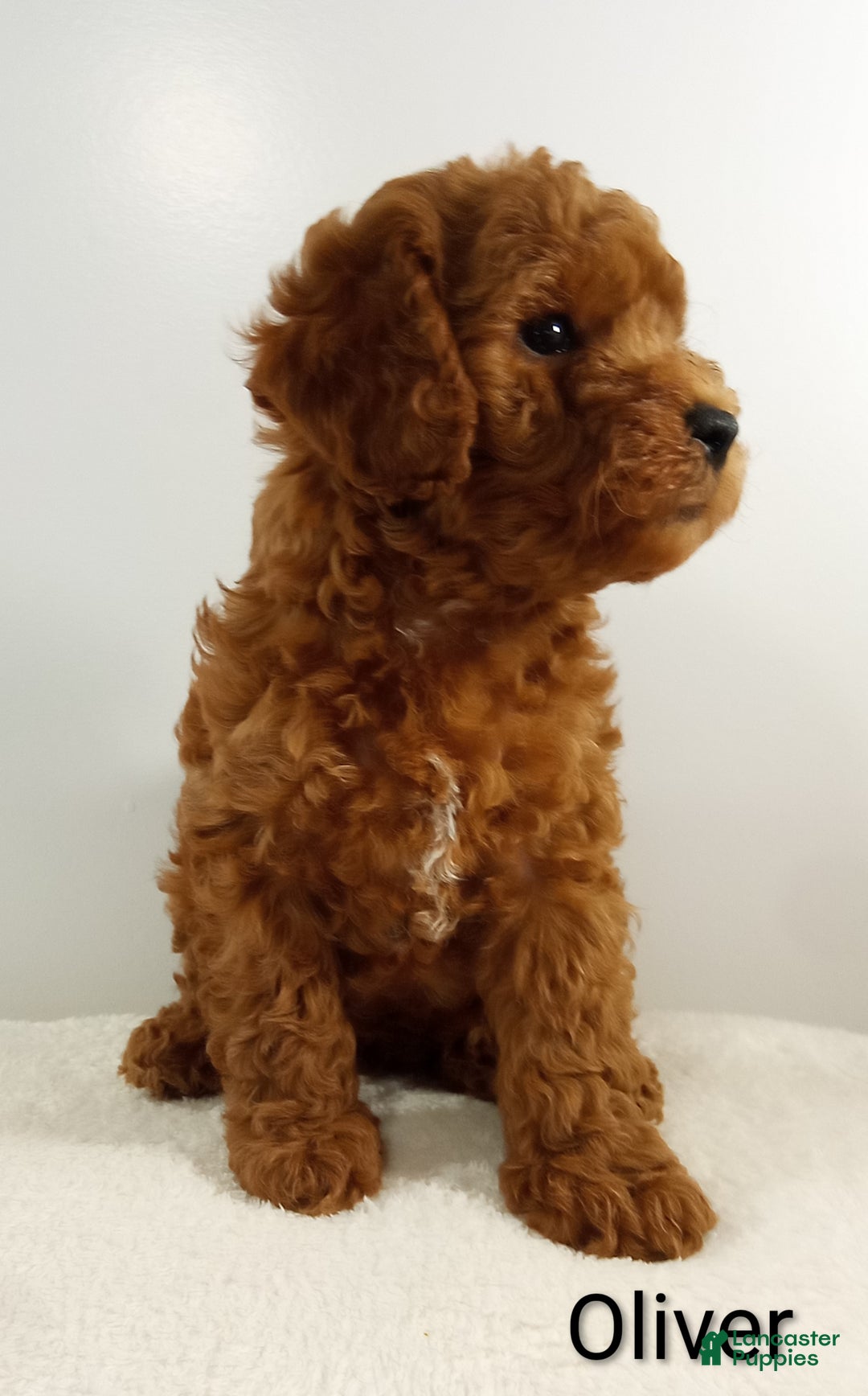 Toy Poodle dogs for sale: Oliver-AKC  - Ad 9