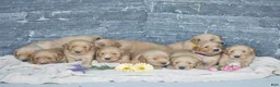 Golden Retriever dogs for sale: Kayson - Ad 5