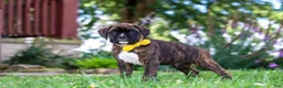 Boxer dogs for sale: Bruno - Ad 6