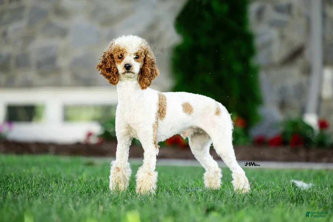 Corgipoo dogs for sale: Corgipoo Puppy 2 - Ad 2