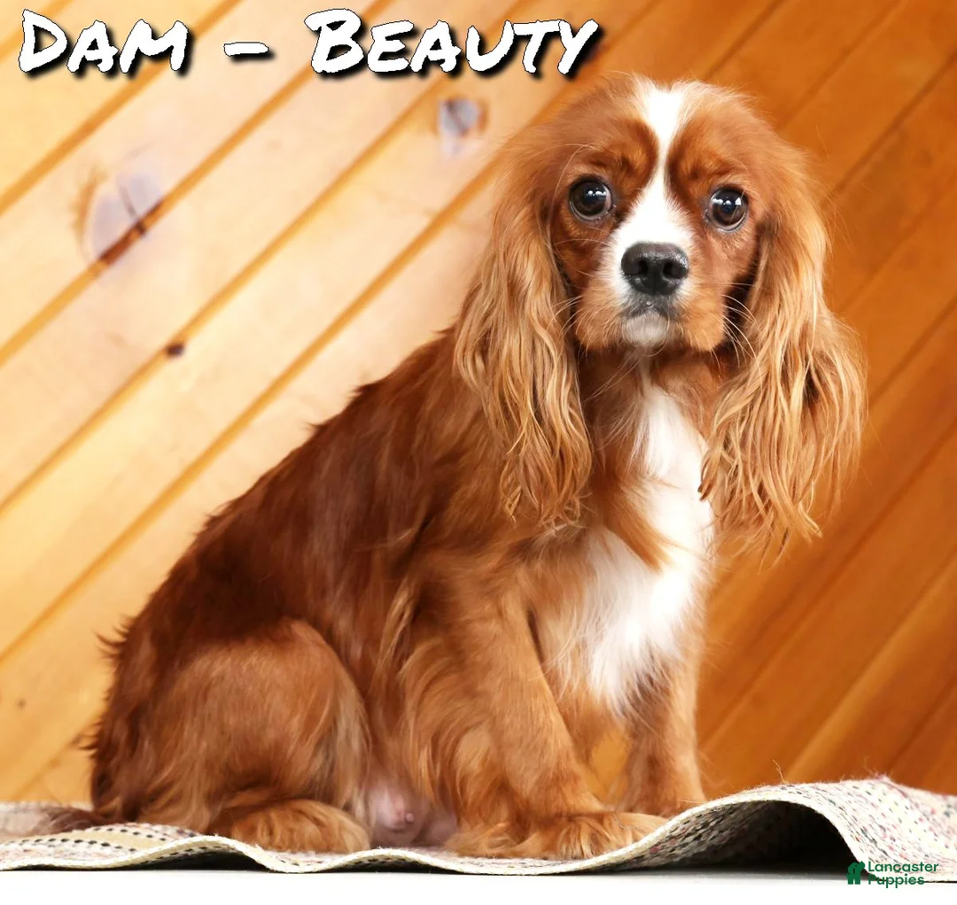 Cavapoo dogs for sale: Chloe - Ad 10