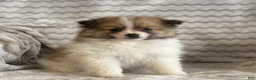 Pomeranian dogs for sale: Rosy - Ad 5