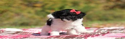 Miniature Poodle dogs for sale: Jillie (AKC) - Ad 6