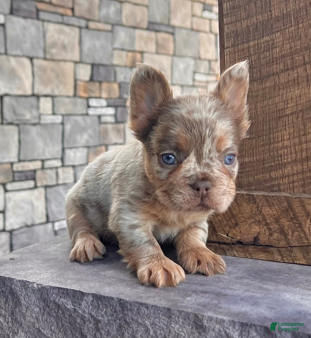 French Bulldog dogs for sale: Melody - Ad 3