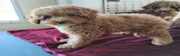 Cavapoo dogs for sale: Kenderick - Ad 3
