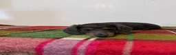 Miniature Dachshund dogs for sale: Nori - Ad 8