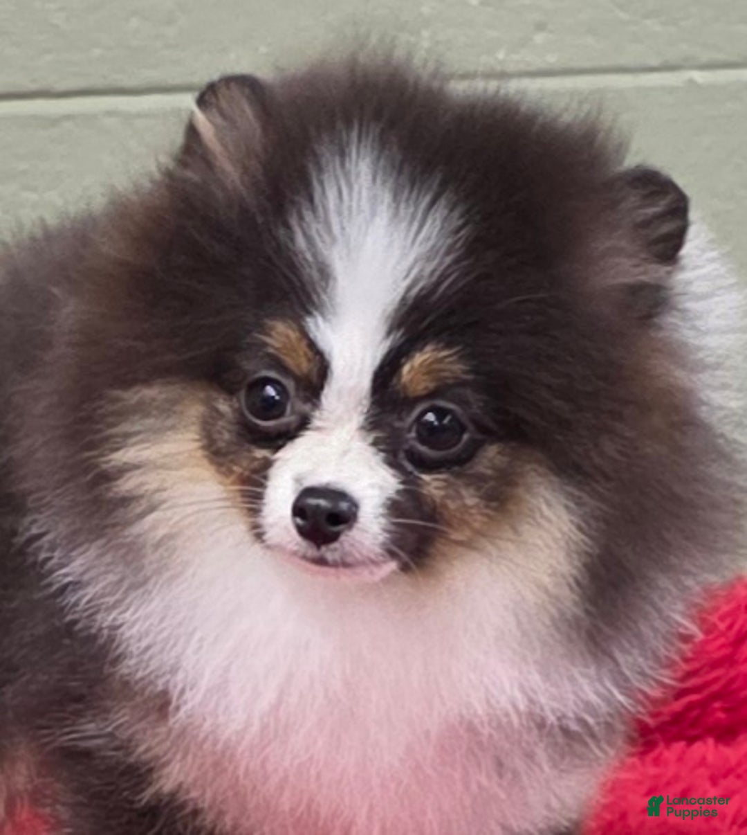 Pomeranian dogs for sale: Tux - Ad 3