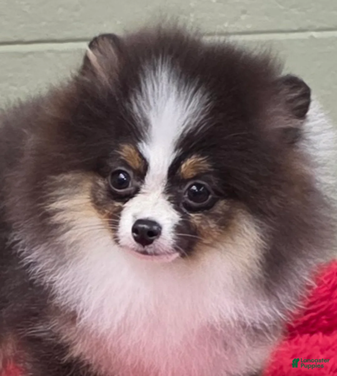 Pomeranian dogs for sale: Tux - Ad 4