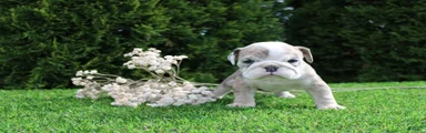 Daisy