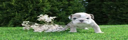 English Bulldog dogs for sale: Daisy - Ad 1