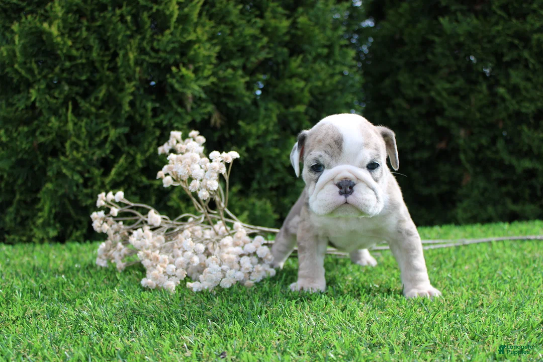 English Bulldog dogs for sale: Daisy - Ad 1