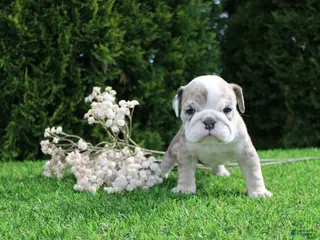 English Bulldog dogs for sale: Daisy - Ad 3