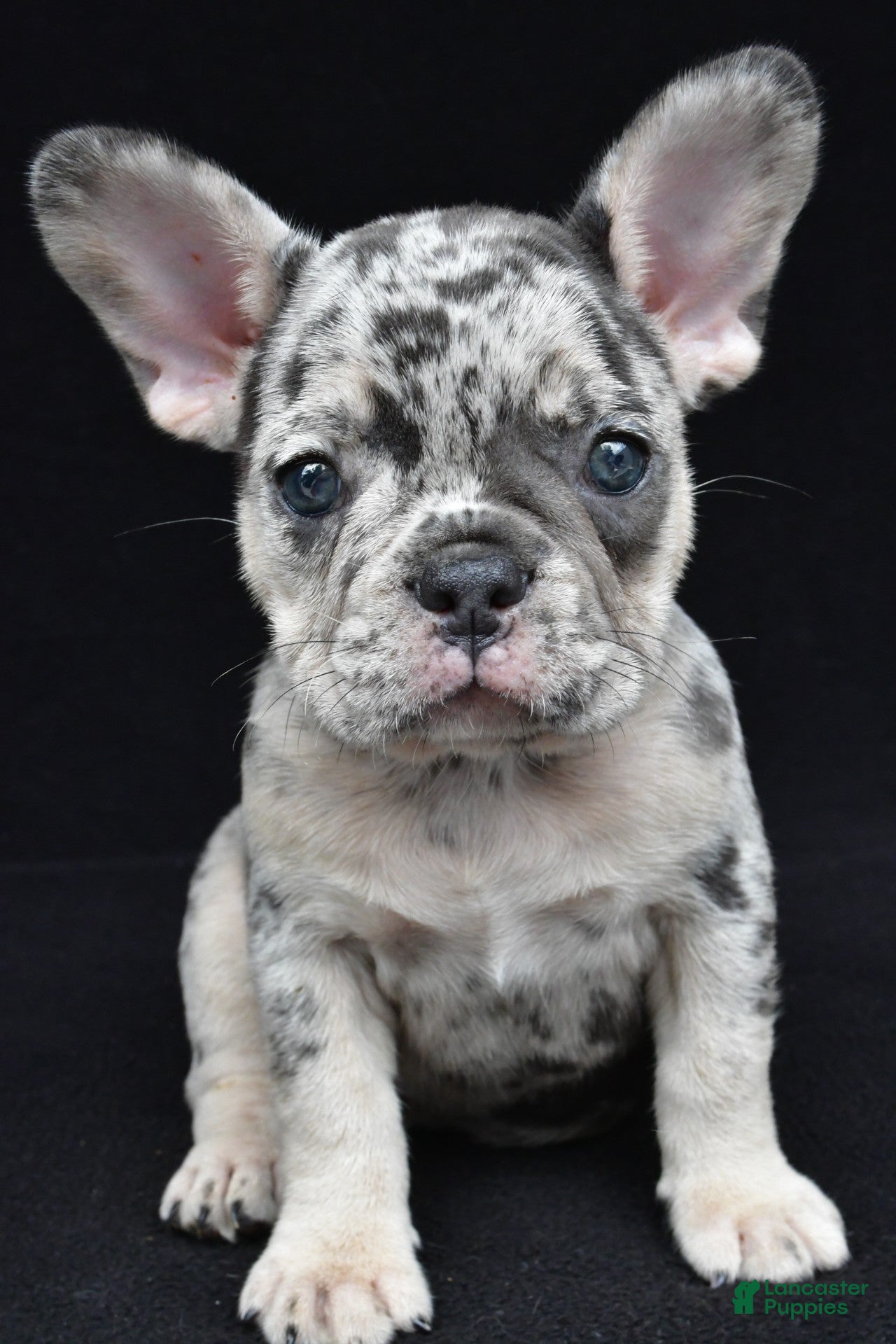 French Bulldog dogs ziggy - Ad 1