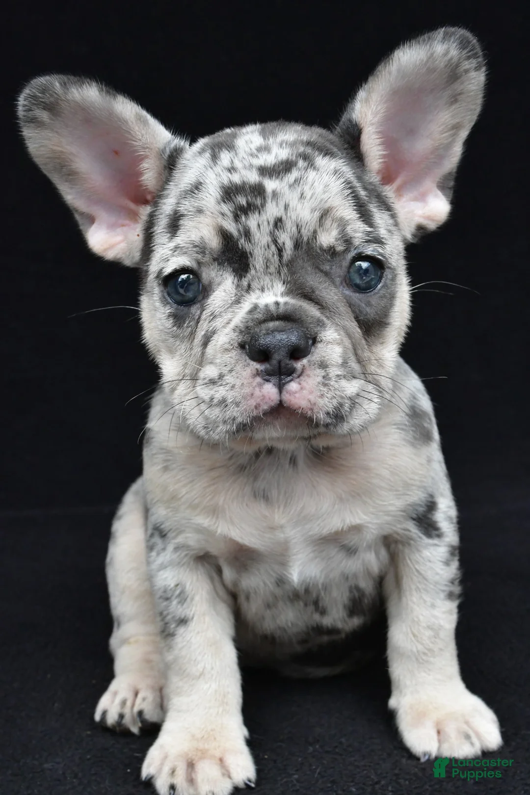 French Bulldog dogs for sale: ziggy - Ad 1