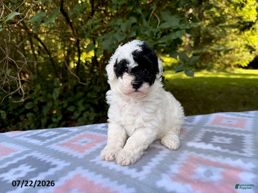 Miniature Poodle dogs for sale: Sadie - Ad 2
