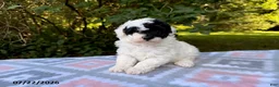 Miniature Poodle dogs for sale: Sadie - Ad 1