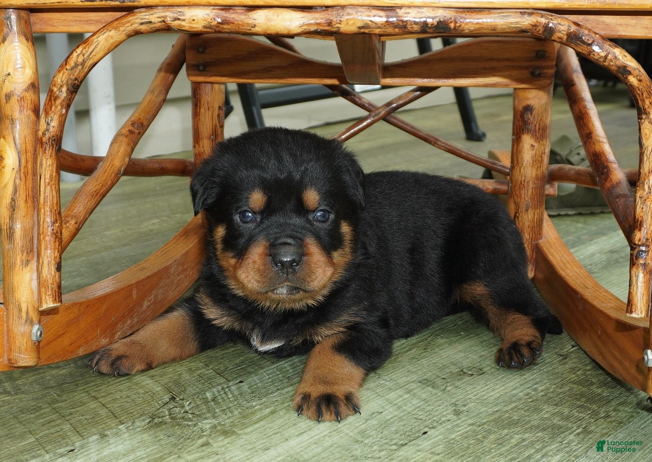 Rottweiler dogs Brutus - Ad 1