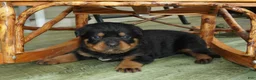 Rottweiler dogs for sale: Brutus - Ad 1