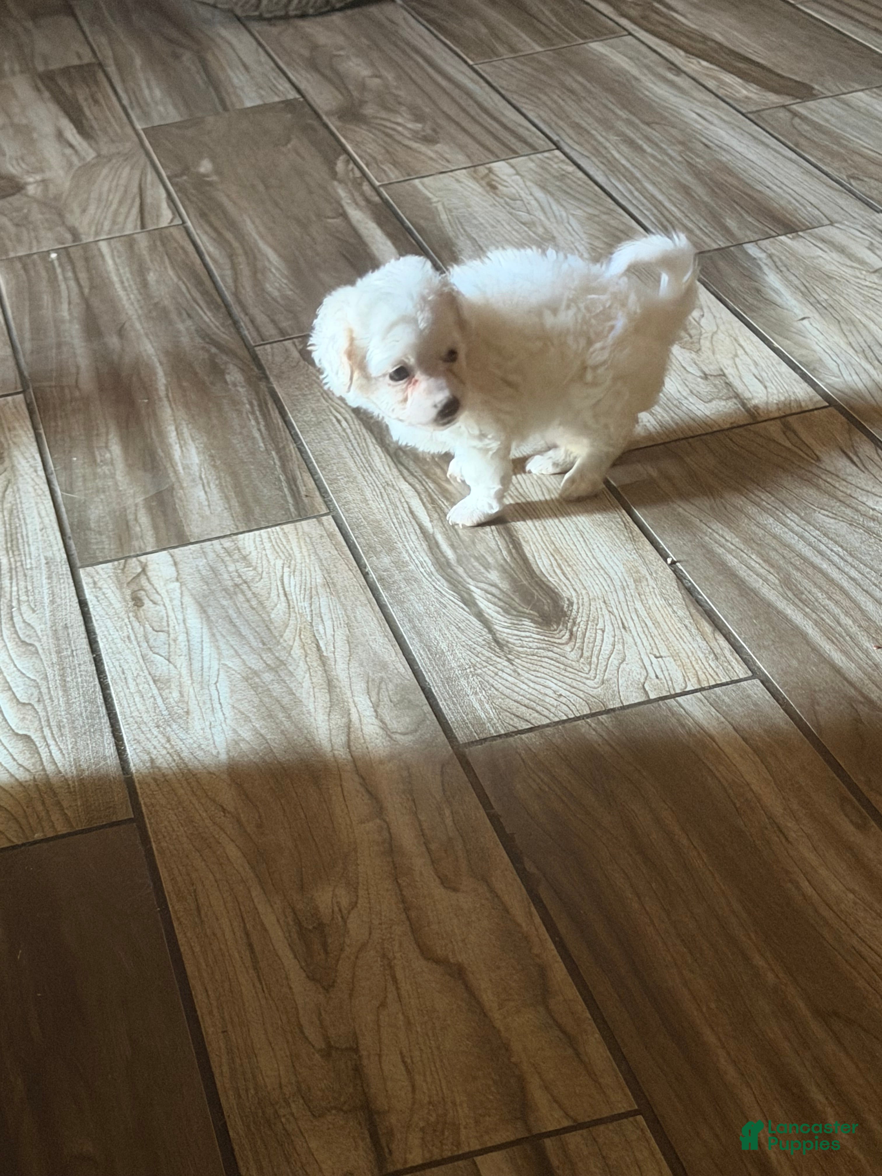 Mixed Breed dogs Mixed Breed 3 - Ad 19