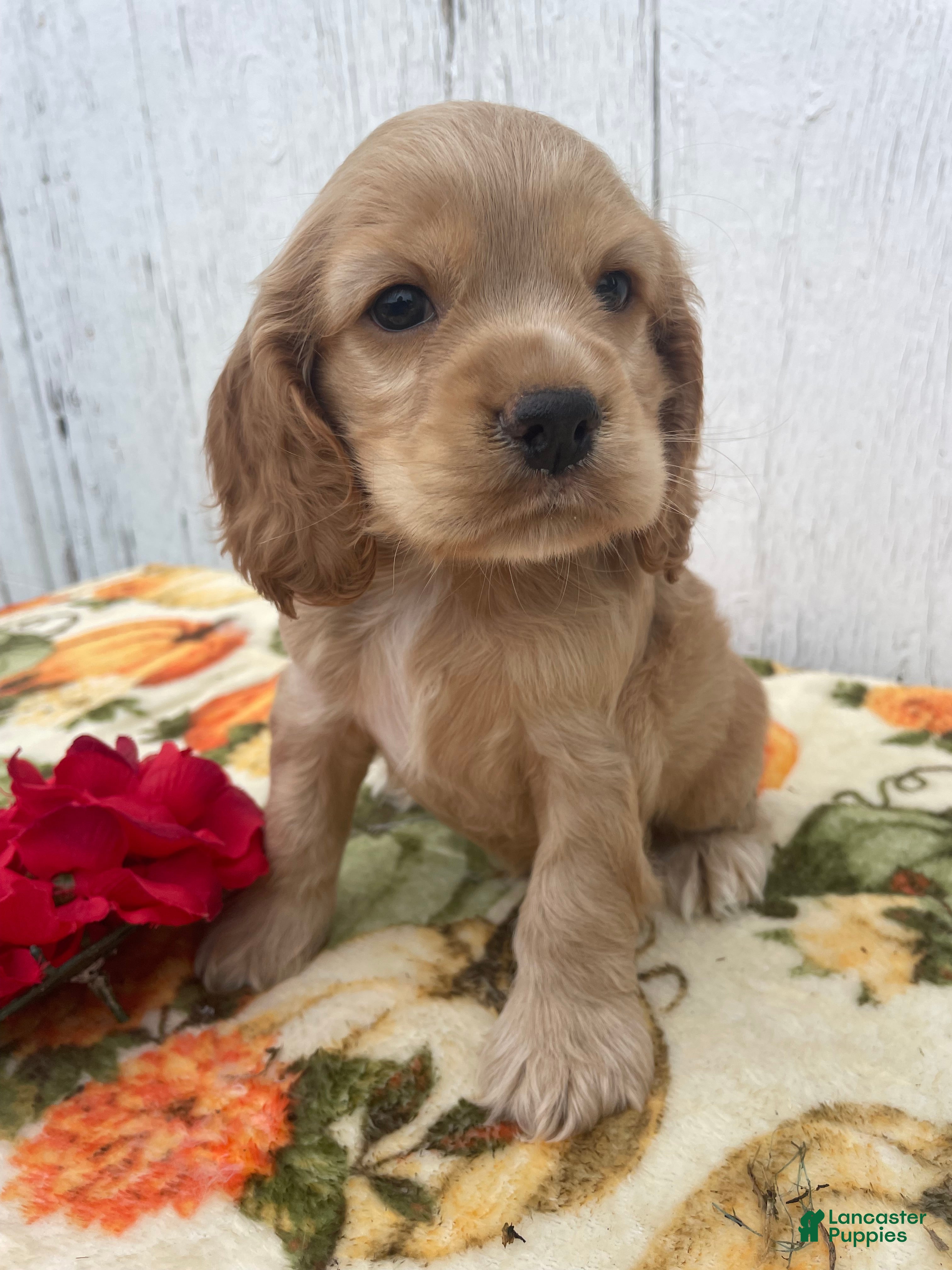 Cocker Spaniel dogs Izzy - Ad 40