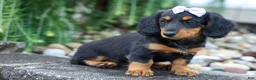 Miniature Dachshund dogs for sale: Sage 🐶 - Ad 18