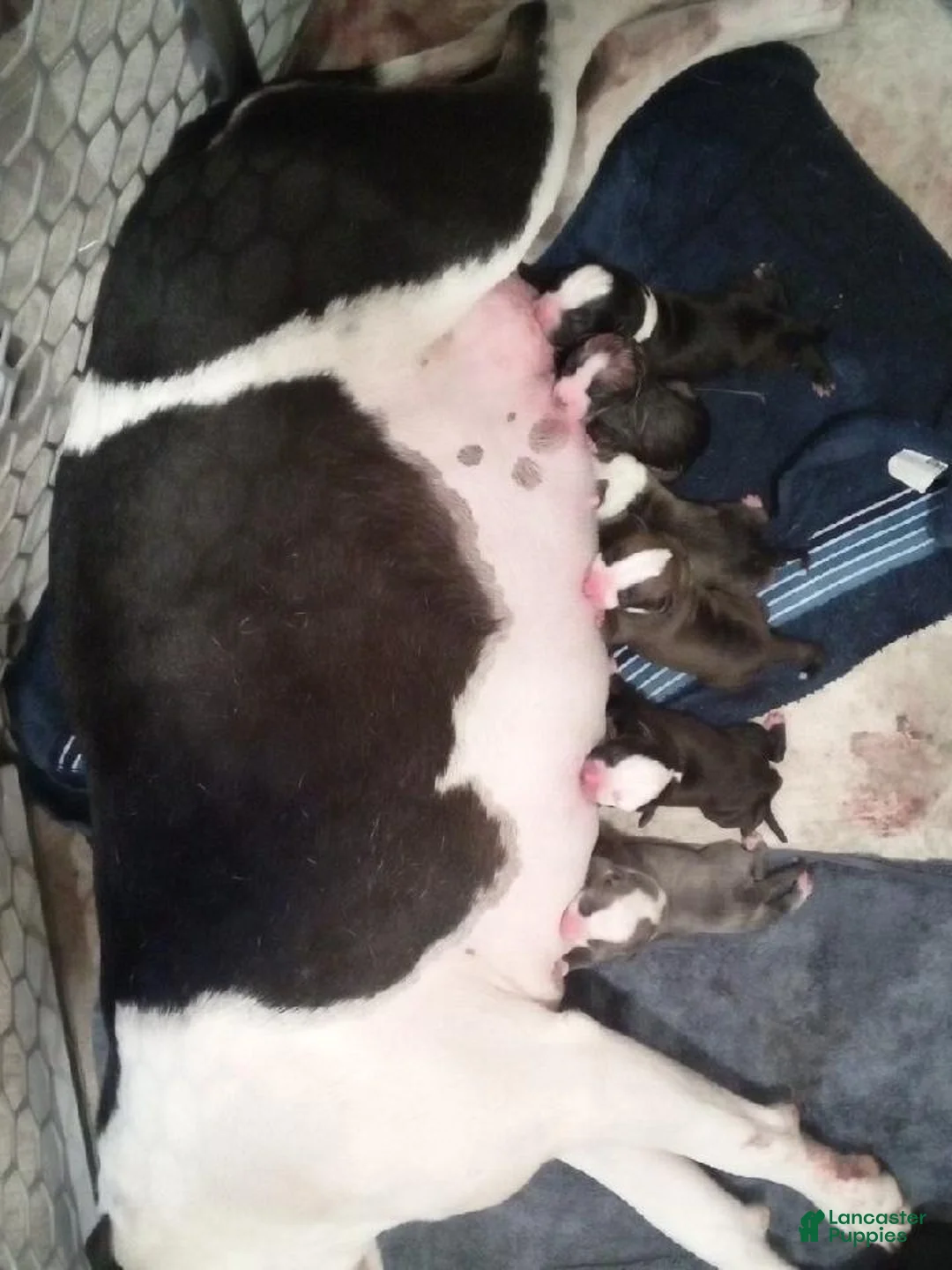 American Pit Bull Terrier dogs for sale: American Pit Bull Terrier Puppy 1 - Ad 1