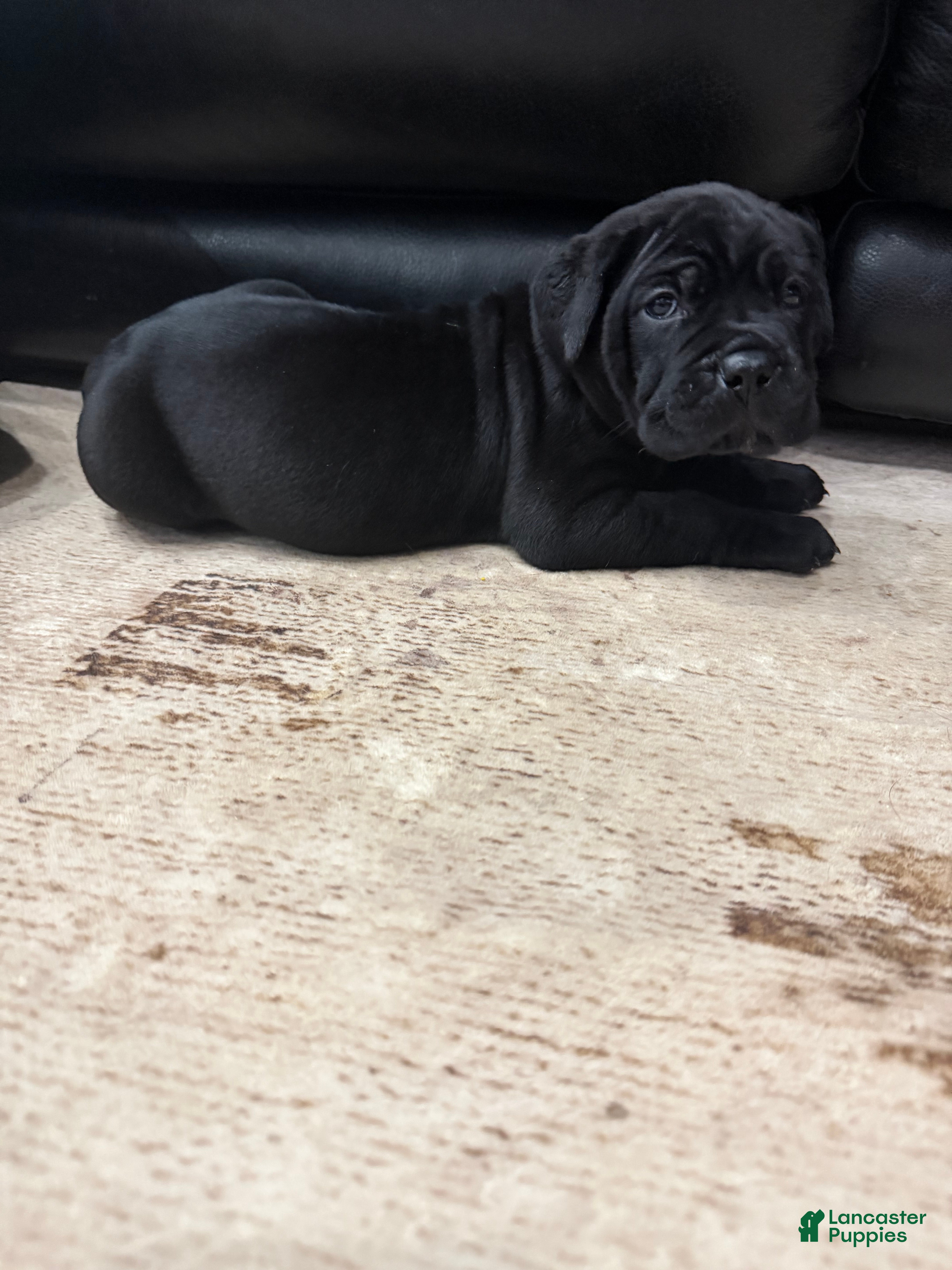 Cane Corso dogs Yellow Collar - Camela - Ad 1
