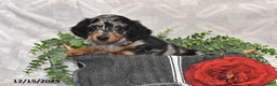 Dachshund dogs for sale: Eliot - Ad 5
