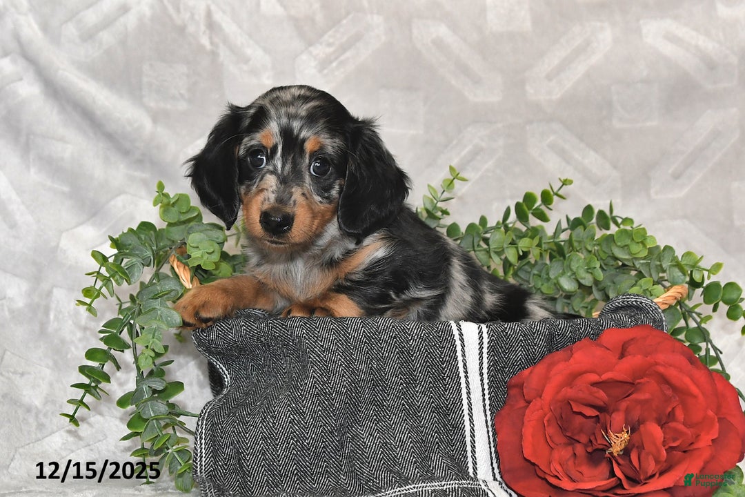 Dachshund dogs for sale: Eliot - Ad 5