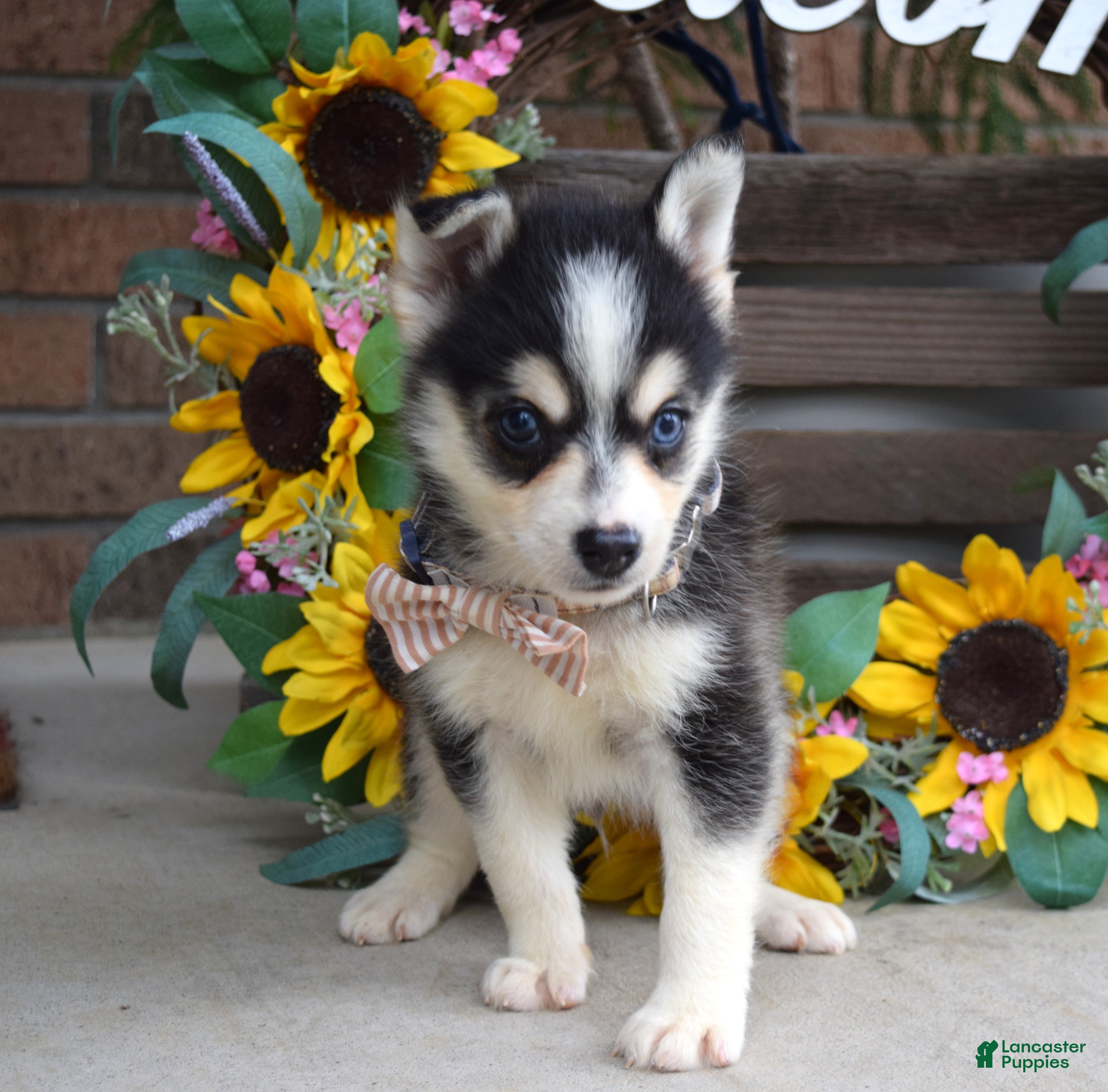 Pomsky dogs Paxton - Ad 2
