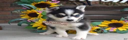 Pomsky dogs for sale: Paxton - Ad 2