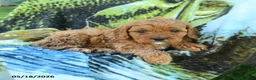 Cavapoo dogs for sale: Madison - Ad 3