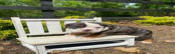 English Bulldog dogs for sale: Fiona - Ad 8