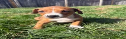 Mixed Breed dogs for sale: Butch - Ad 8