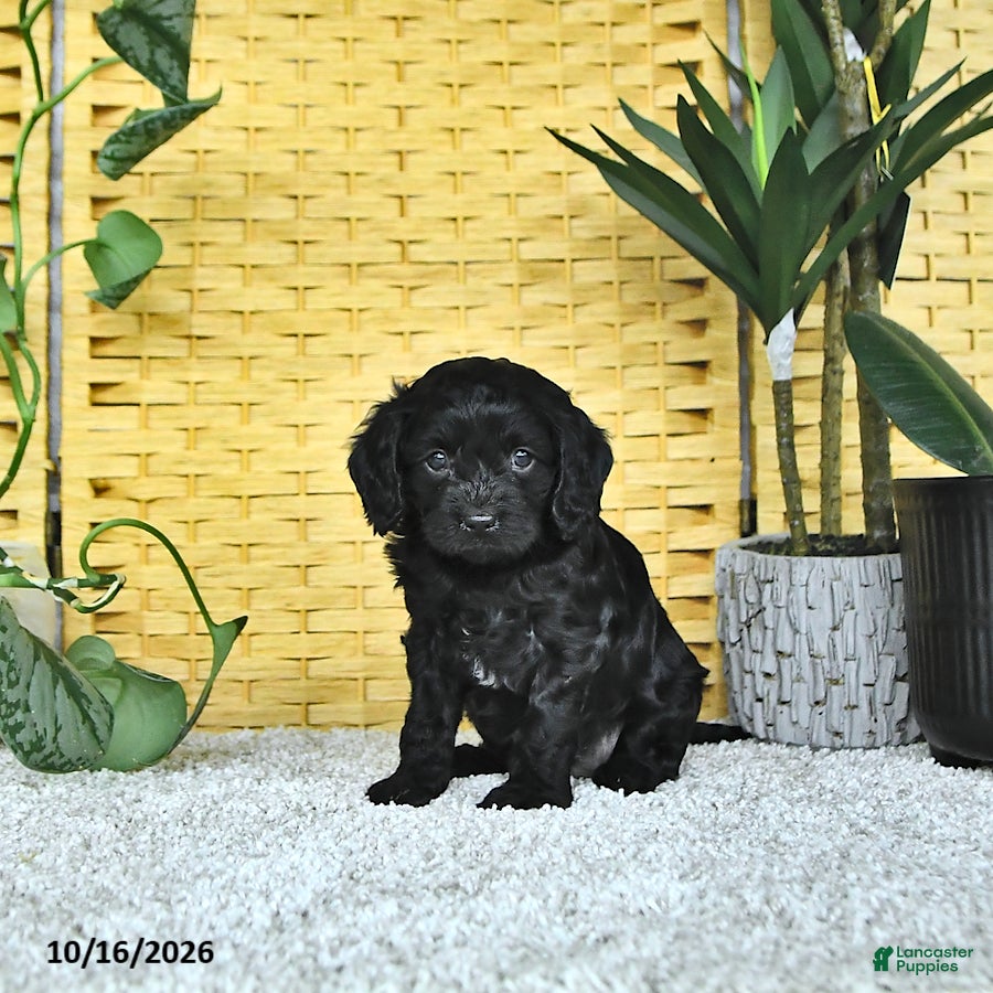 Cavapoo dogs for sale: Daphne - Ad 1