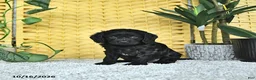 Cavapoo dogs for sale: Daphne - Ad 1