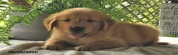 Golden Retriever dogs for sale: Jackson - Ad 3
