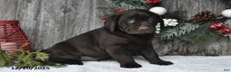Labrador Retriever dogs for sale: Samson - Ad 5