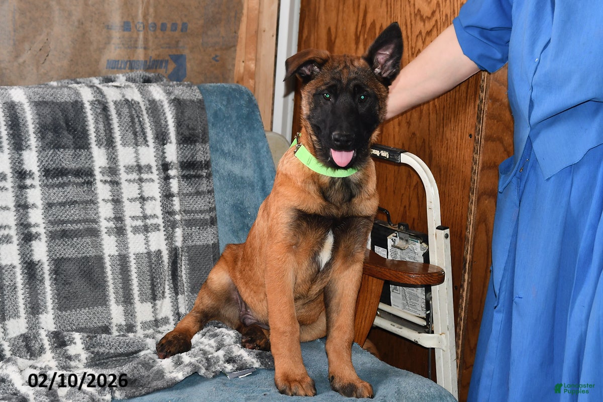 Belgian Malinois dogs Rex - Ad 7