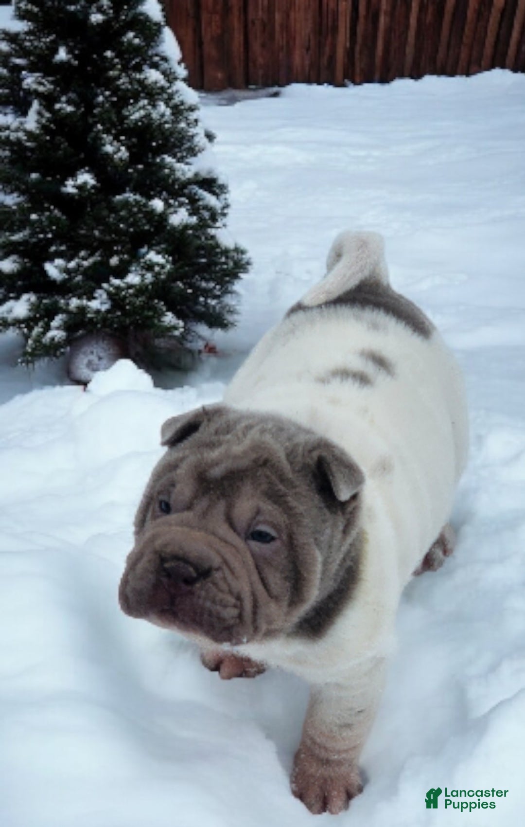 Shar Pei dogs for sale: Lilly lilac flower mini  - Ad 9