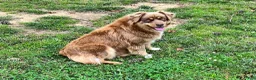 Australian Shepherd dogs for sale: Lucy - Ad 9