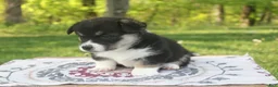 Welsh Corgi Pembroke dogs for sale: Maverick - Ad 4