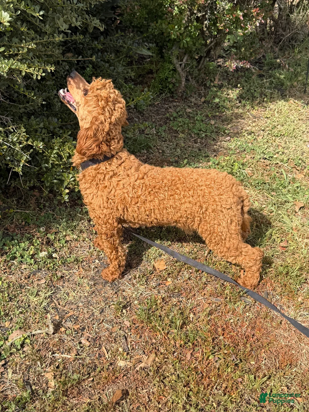 Miniature Poodle dogs for sale: Ernie - Ad 1